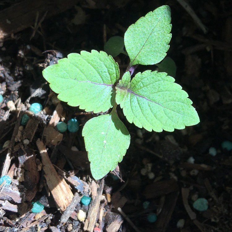Plant image Perilla frutescens