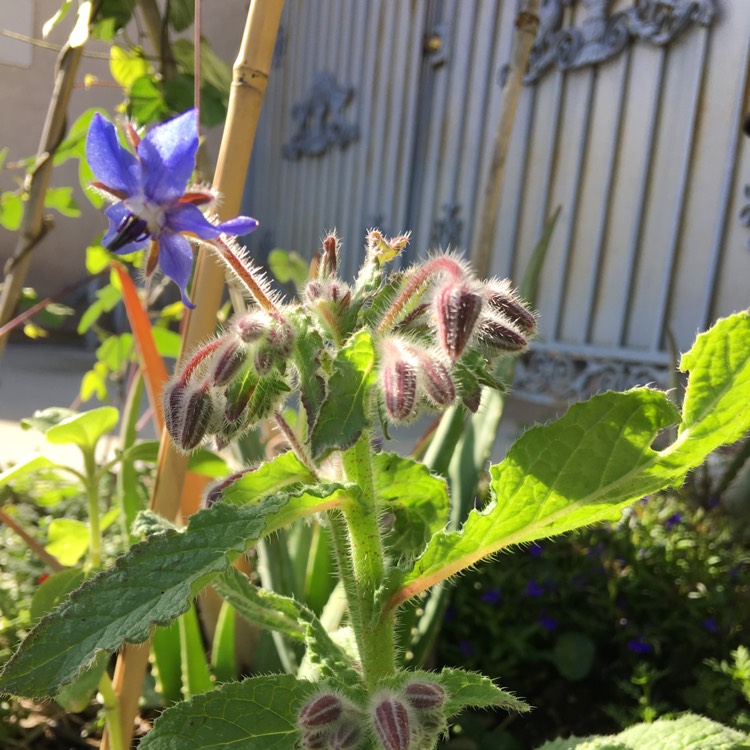 plant image 641642 plant image 641642