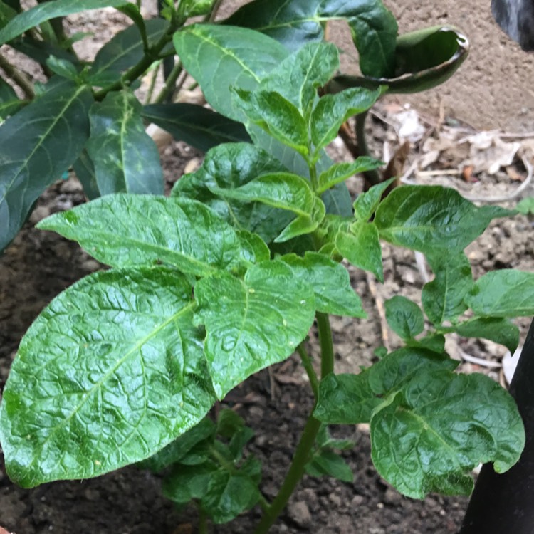 plant image 649139