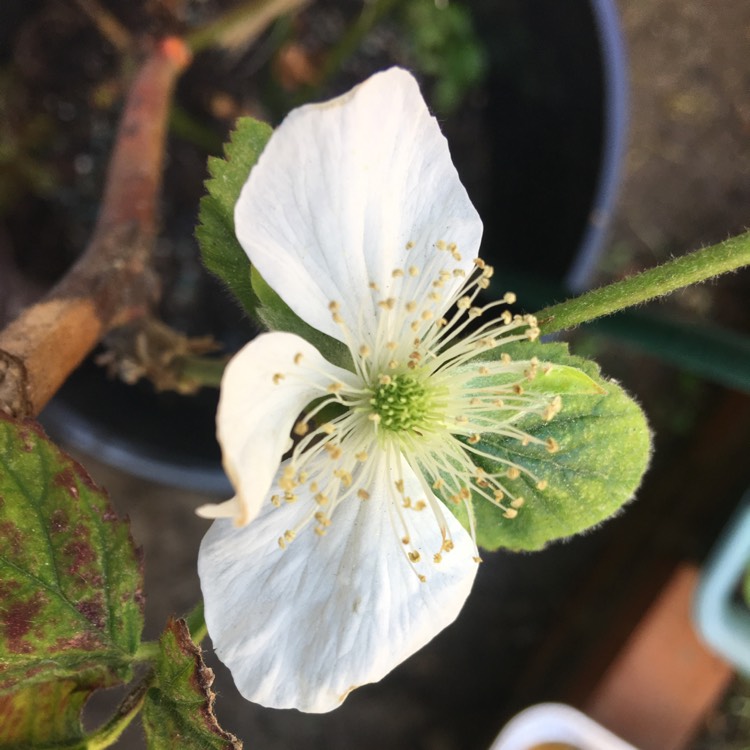plant image 657742 plant image 657742