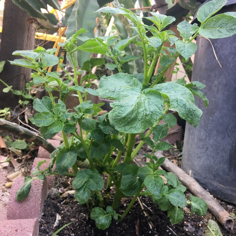 plant image 657815