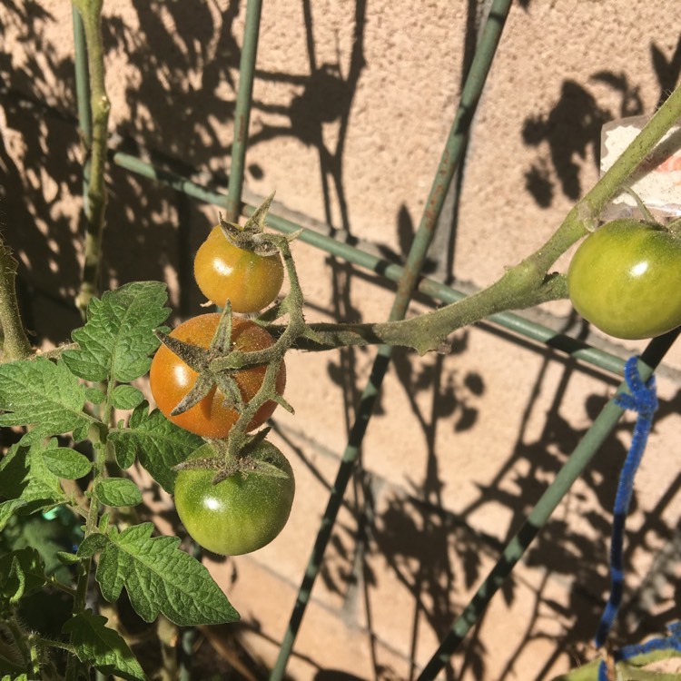plant image 662985