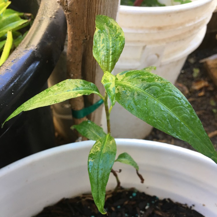 plant image 664125