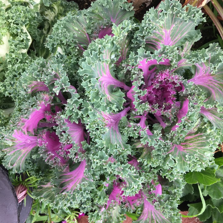plant image 671300