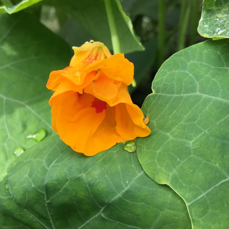 plant image 674541 plant image 674541