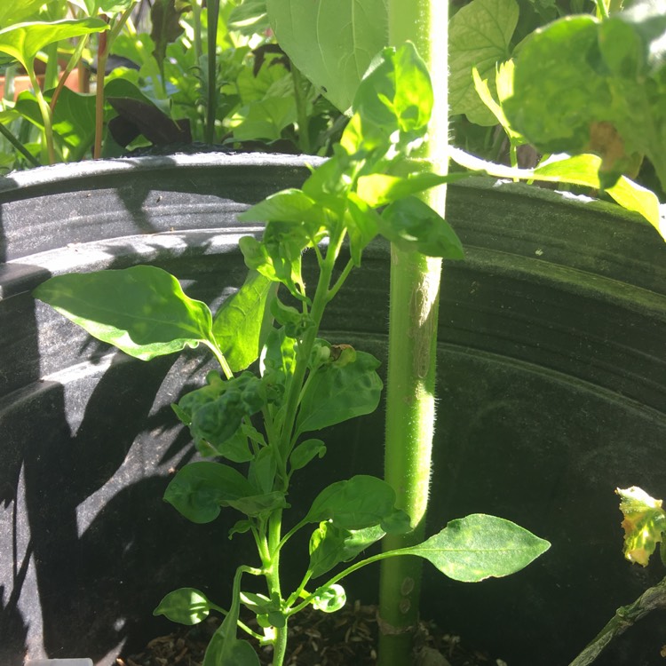 plant image 683710
