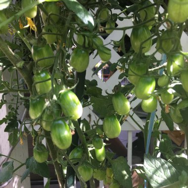 Solanum lycopersicum var.