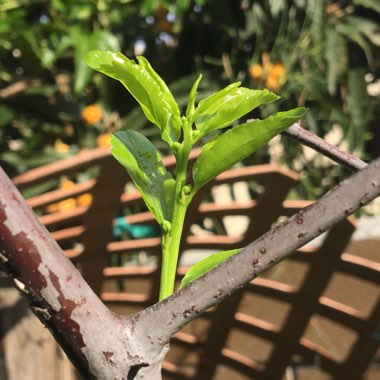 Ziziphus jujuba syn. Ziziphus mauritiana