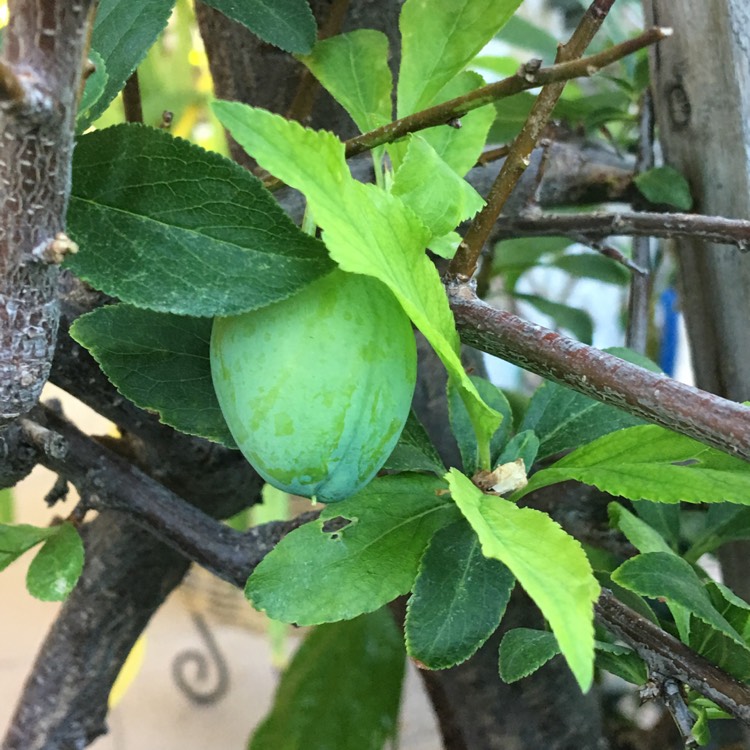 Plant image Prunus salicina