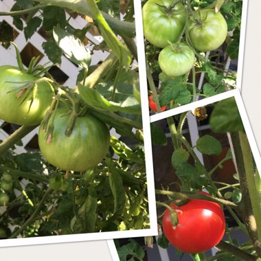 Solanum lycopersicum 'St. Pierre'
