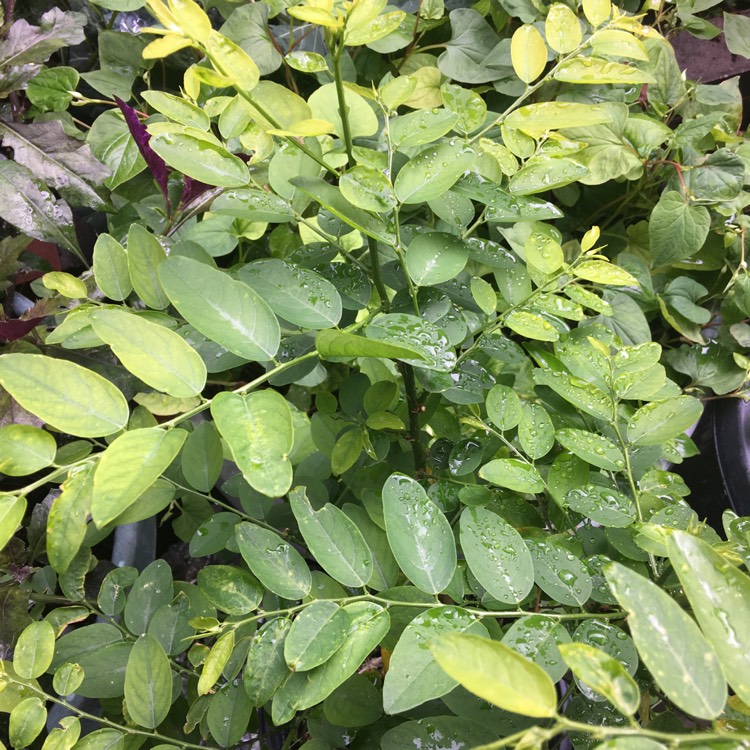 Plant image Sauropus Androgynus