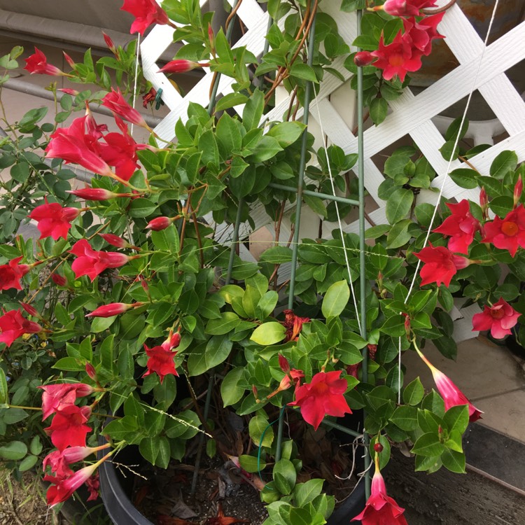plant image 744281