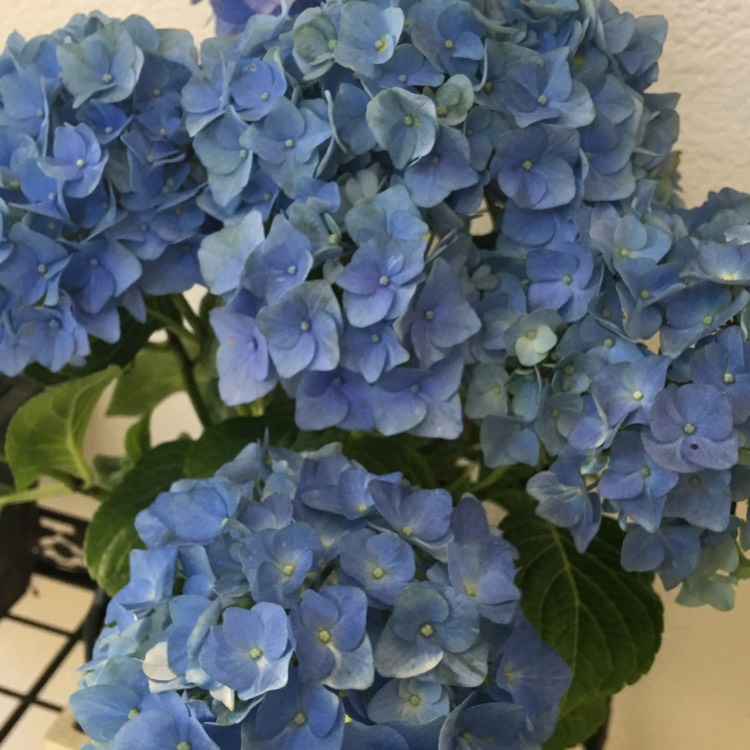 plant image 744347