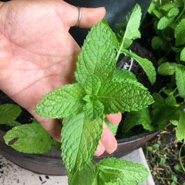 Mentha