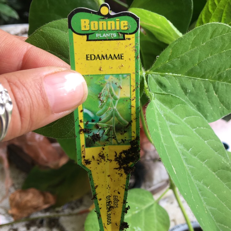 Plant image Glycine max