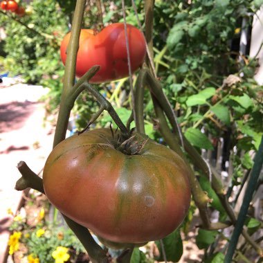 Solanum lycopersicum 'Red Brandywine'