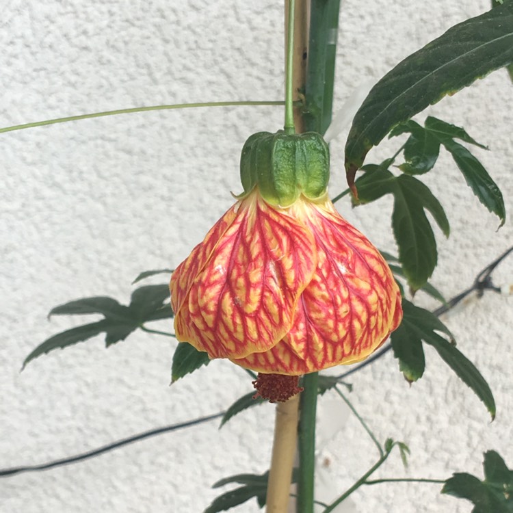 plant image 749768