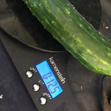 Cucumis sativus 'Tasty Green'