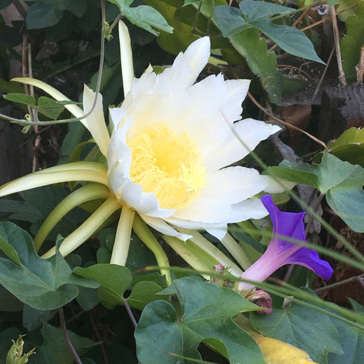 plant image 774255 plant image 774255