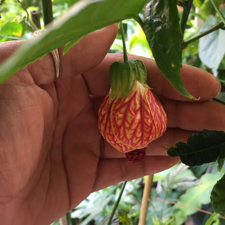 plant image 789533