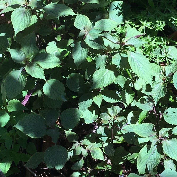 Plant image Perilla frutescens