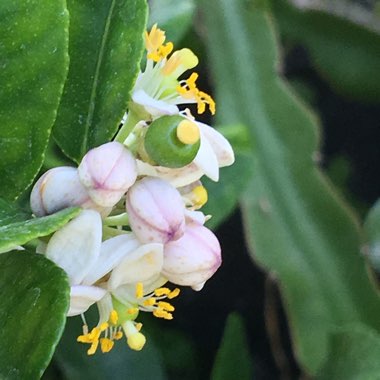 Citrus hystrix