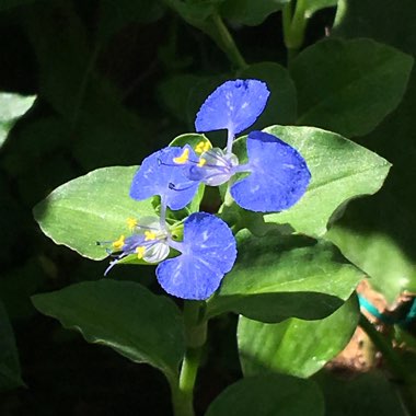 Commelina Communis