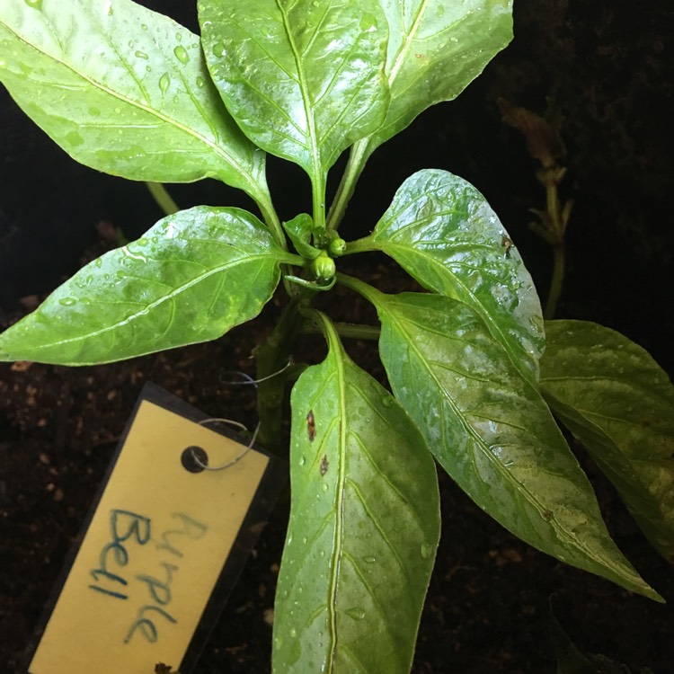 Plant image Capsicum 'Purple Belle'