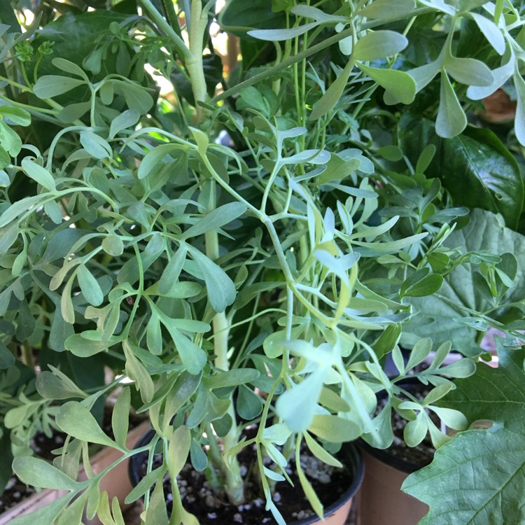 plant image 800994