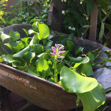 Eichhornia crassipes