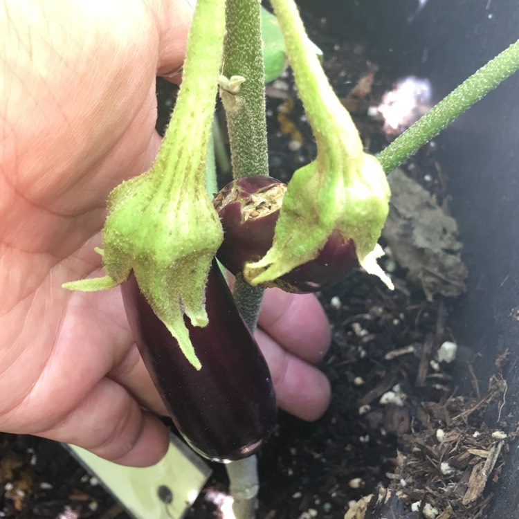 plant image 820723