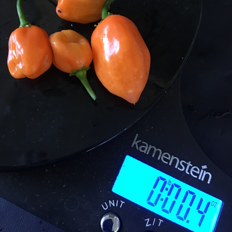 Plant image Capsicum chinense 'Habanero Burkina Yellow'