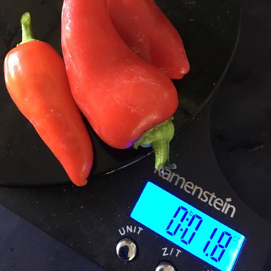 Capsicum Annuum 'Floral Gem'