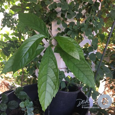 Persea americana  syn. Persea gratissima