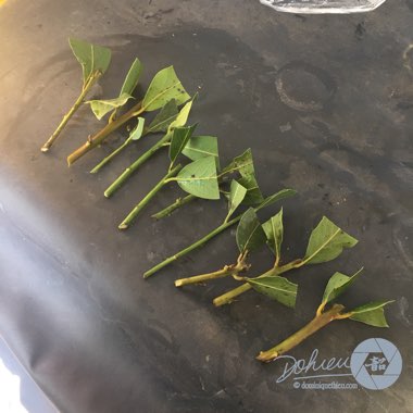 Laurus Nobilis