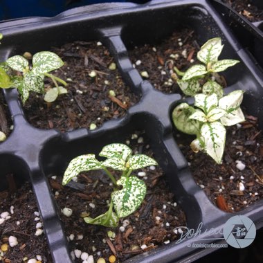 Hypoestes phyllostachya 'White Splash'
