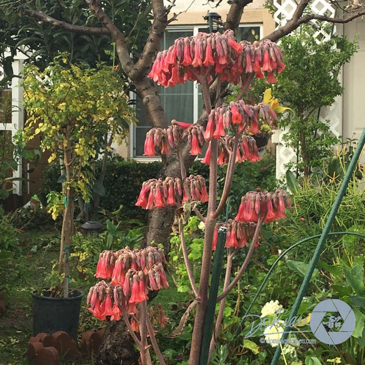 Plant image Kalanchoe daigremontiana syn. Bryophyllum daigremontianum
