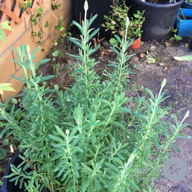 Lavandula Dentata
