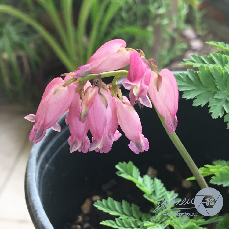 Plant image Dicentra formosa 'Luxuriant'