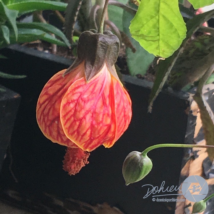 plant image 957125