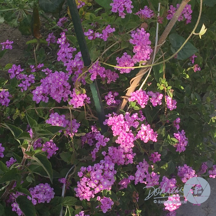 Plant image Lantana Montevidensis