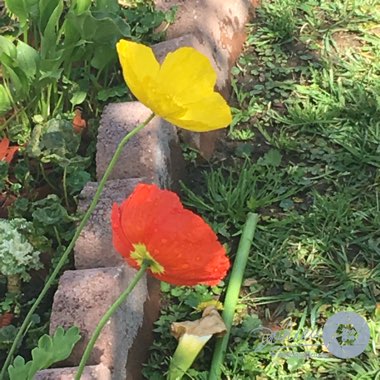 Papaver