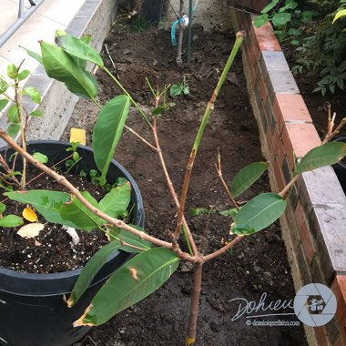 Syzygium samarangense