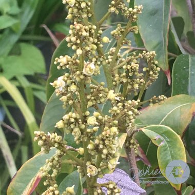 Litchi chinensis 'Sweetheart'