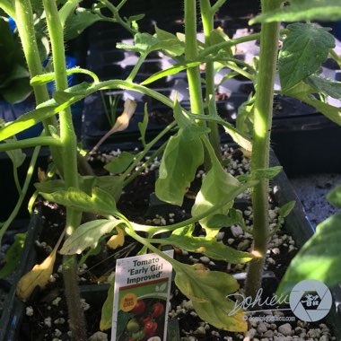 Solanum lycopersicum 'Early Girl Improved'