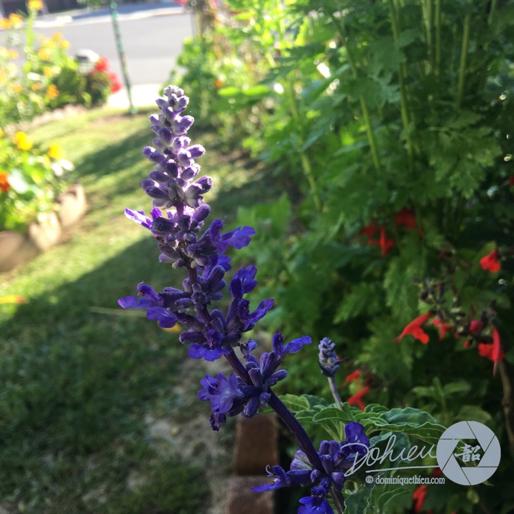 Plant image Salvia farinacea 'Strata'