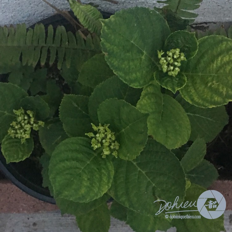 plant image 994562