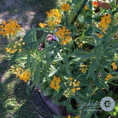 Asclepias