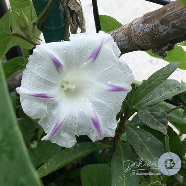 Ipomoea purpurea 'Milky Way'