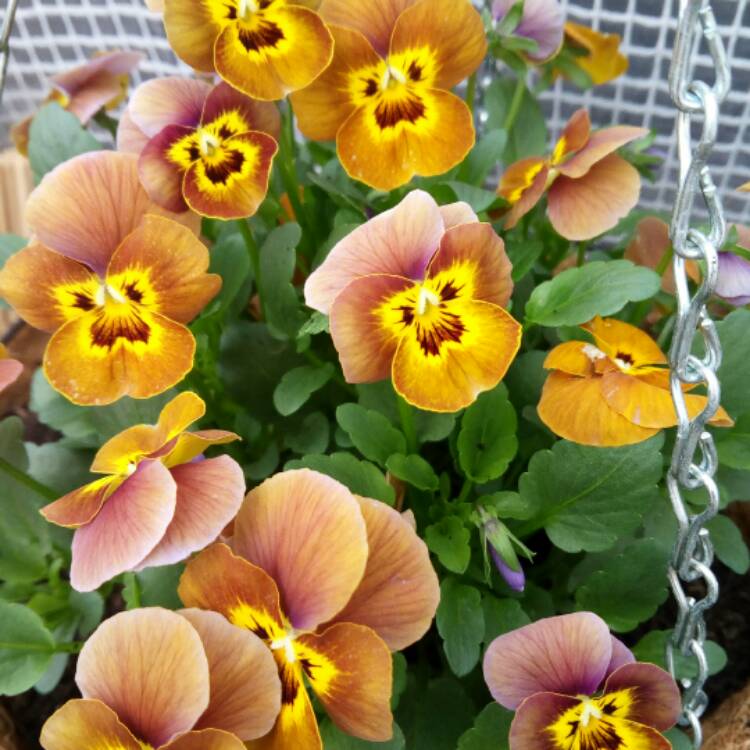 plant image 372219
